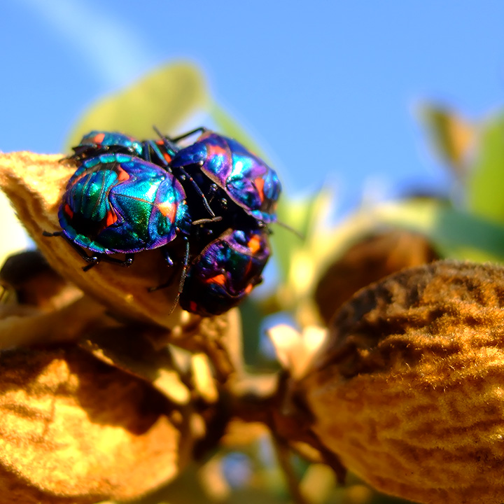 Harlequin Hive