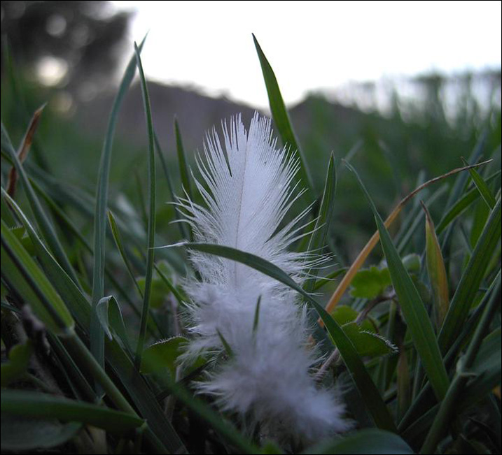 Feather