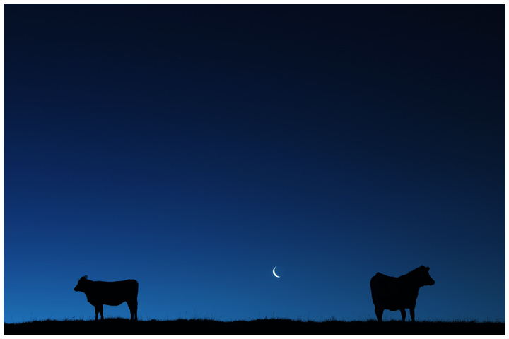 Ignoring the Moooon