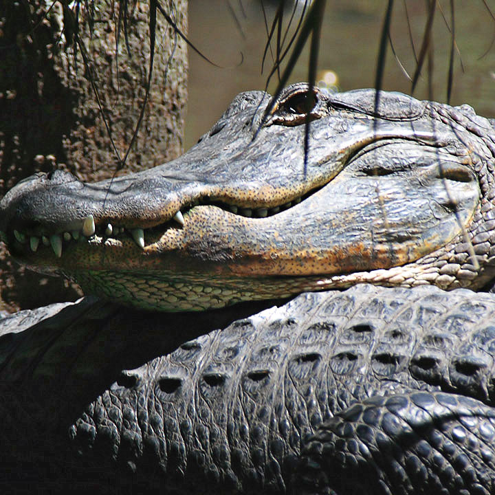 American Alligator