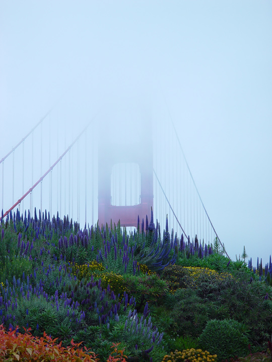 Golden Gate Garden