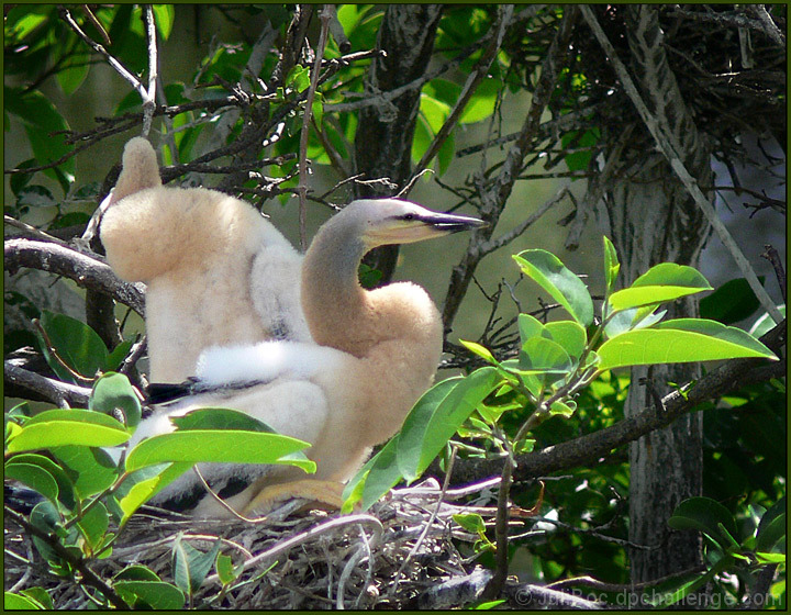 Anhinga Nestlings