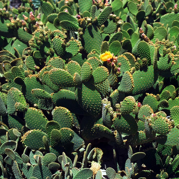 Cacti