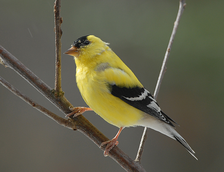 Goldfinch