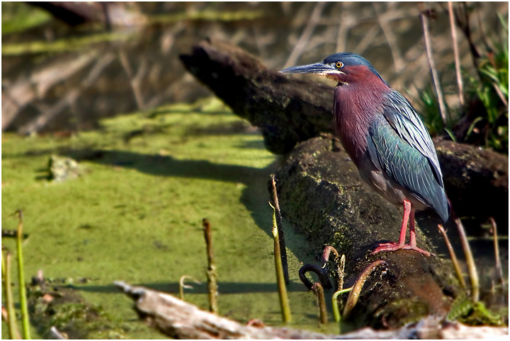 Green Heron