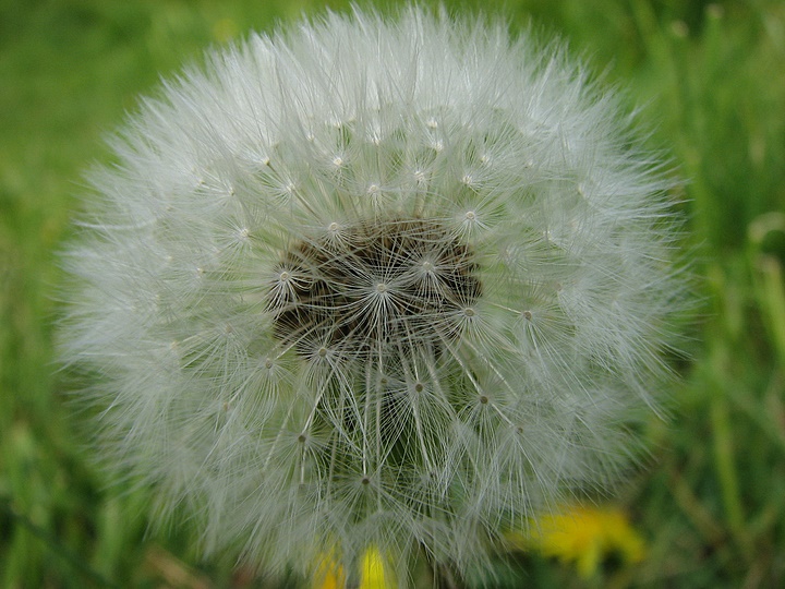 Nature's Timepiece