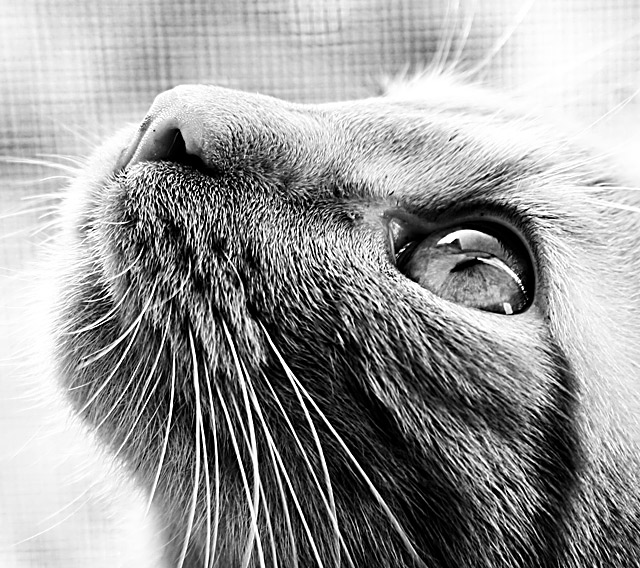 Birdwatching