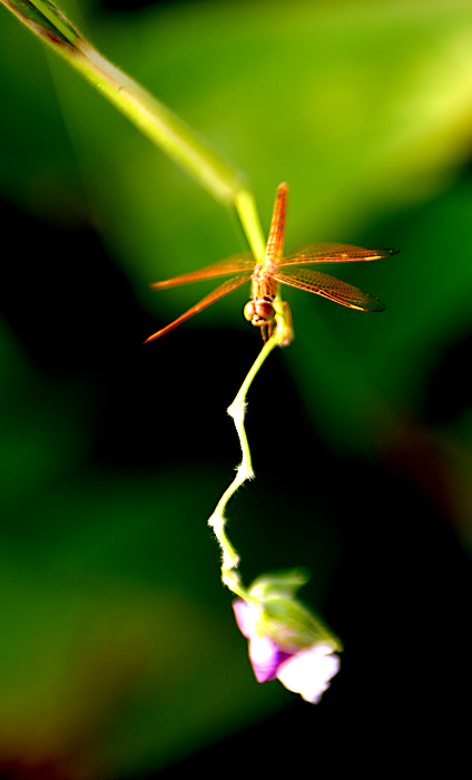 Dragonfly