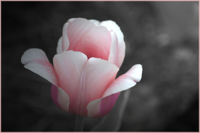 Single Pink Tulip