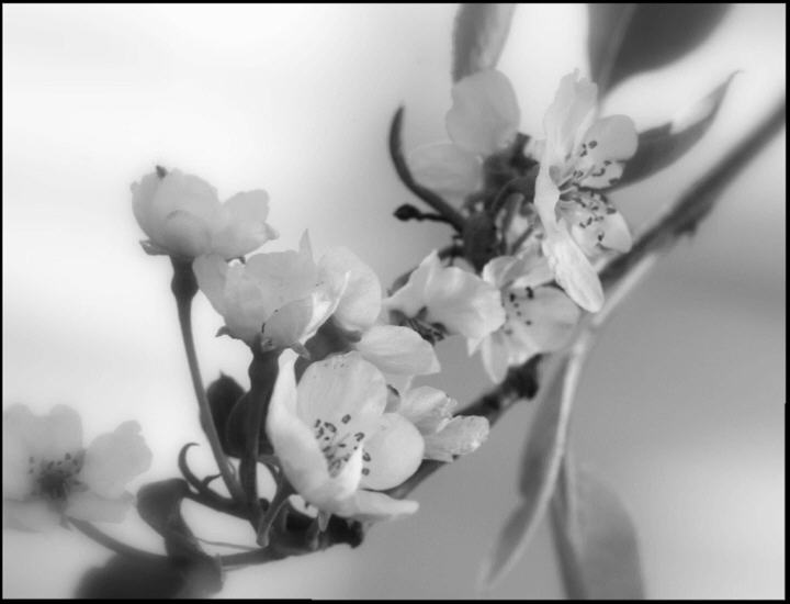 Pear Blossoms