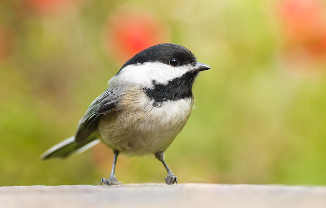 Spring Chickadee