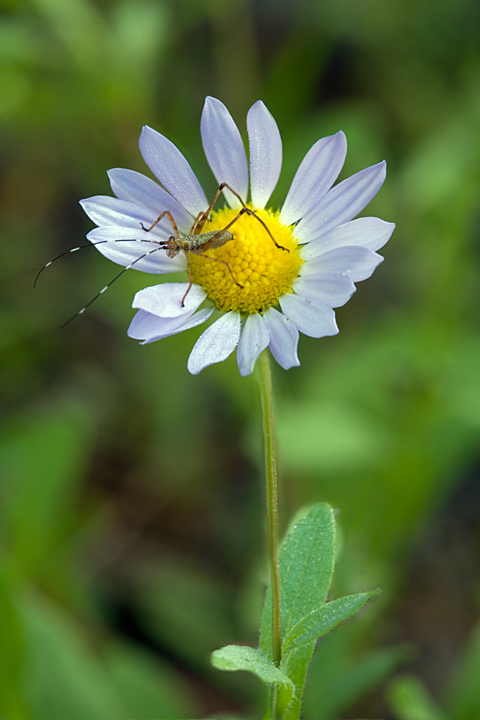 Western Daisy