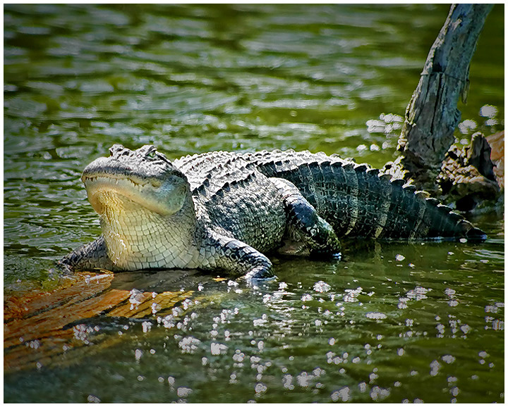 Louisiana Swamp 'Gator