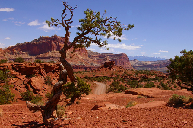 Crooked Old Pine