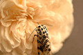 Hypercompe scribonia