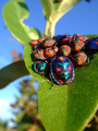 Cotton Harlequins