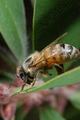 Bee on a Leaf
