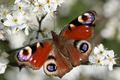 Springtime