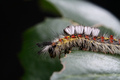 "Darn it!  I hate it when I drop my keys," says the tussock moth larvae.
