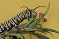 Monarch of the Milkweed
