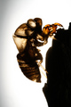 Cicada....A Shell of Itself