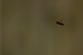 Hover Bee - Hovering