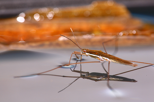 The Water Skipper