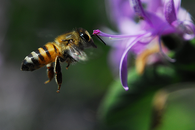 In Flight