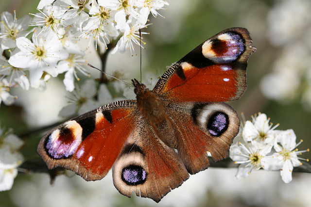 Springtime