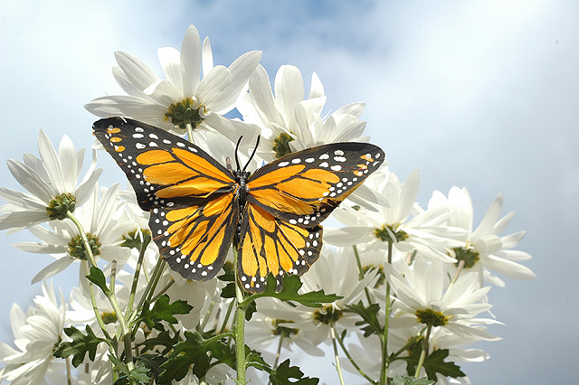 Flutter by Butterfly