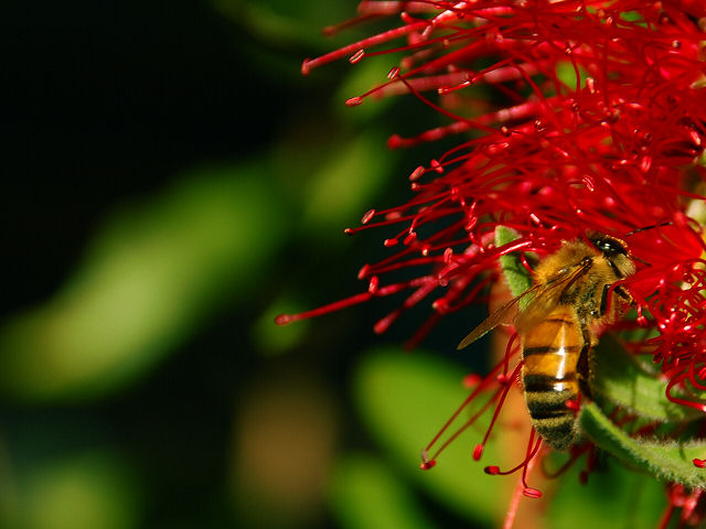 Apis mellifera