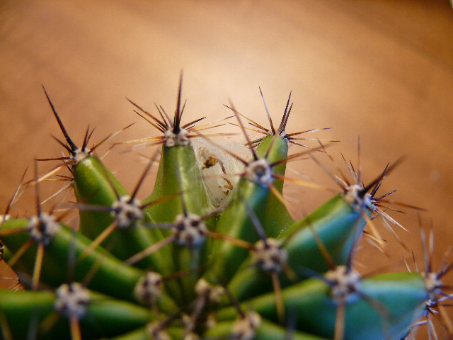 Thorny Resting Place