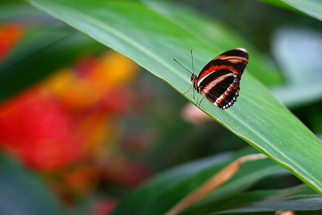 Fresh Butterfly with a Hint of Chihuly