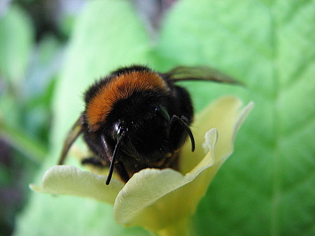 Beauty is in the eye of the bee-holder