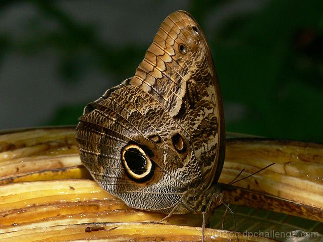 Owl Butterfly