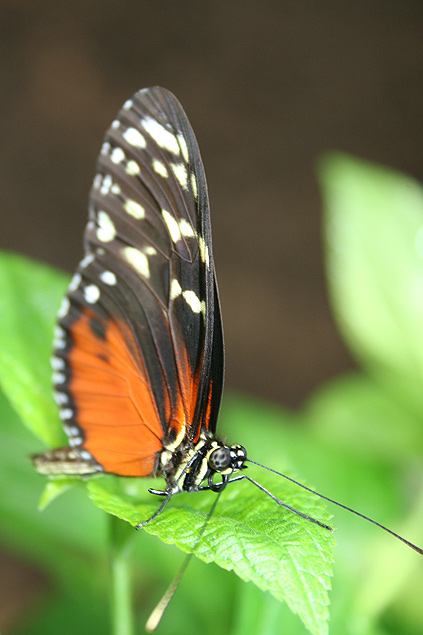 Heliconius hecale butterfly