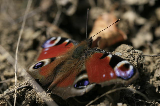 Butterfly  blue eyes