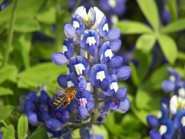 Bluebonnet Bee
