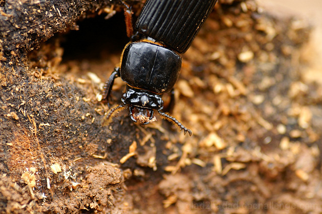 Wood Beetle