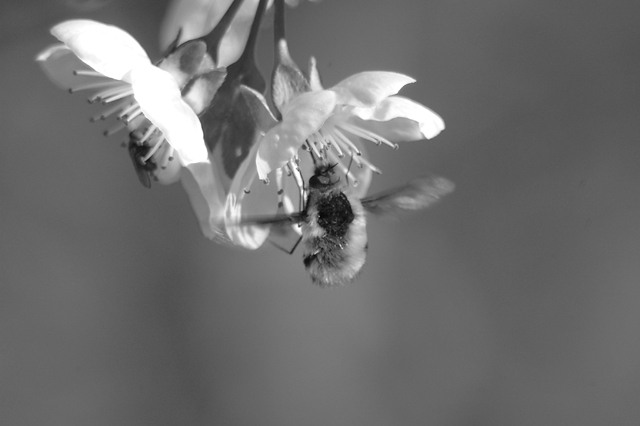 Bee Fly on Cherry