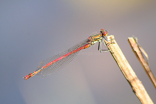 Large Red Damselfly