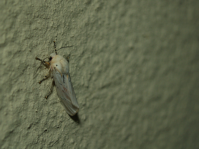 Moth in Camo