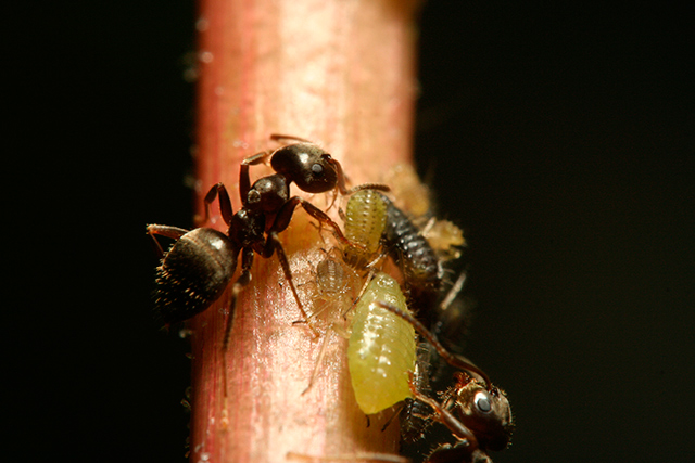 The Ant Farmers