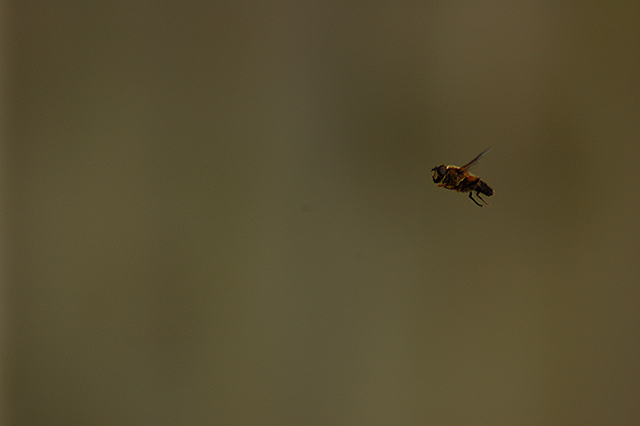 Hover Bee - Hovering