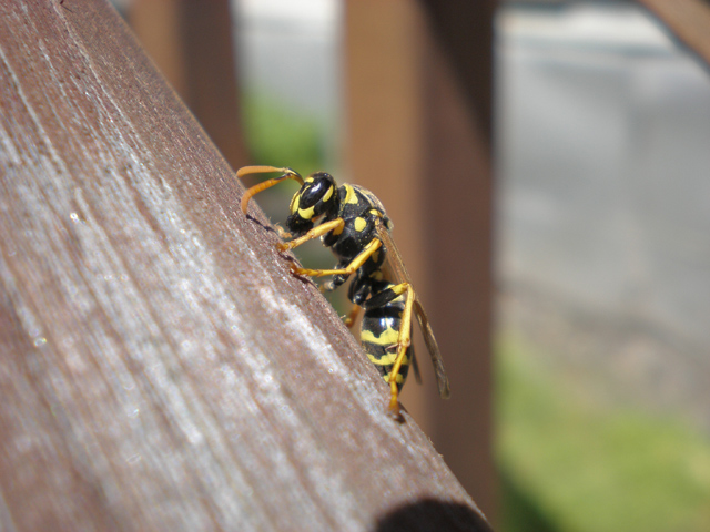 Yellowjacket