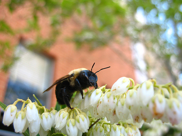 Bee at school