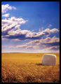 Wheat Crops
