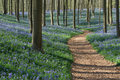 Spring Forest