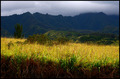 The Fields of Wailua