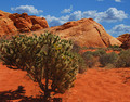 Desert Cactus in the Valley of Fire